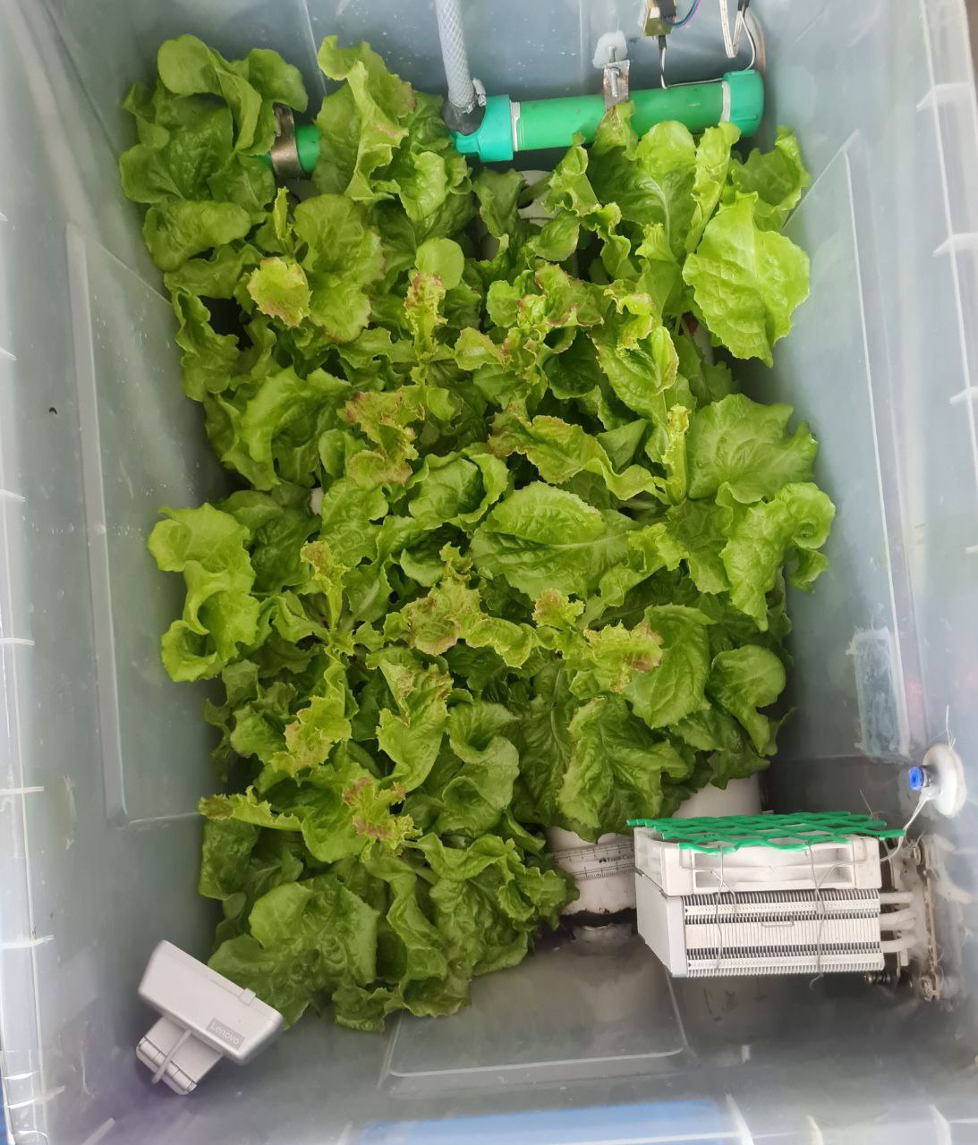 Lettuce Growth Results